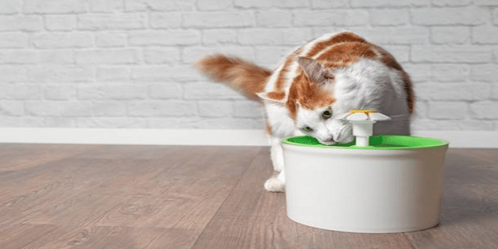 Et si vous installiez une fontaine à eau pour votre chat ?